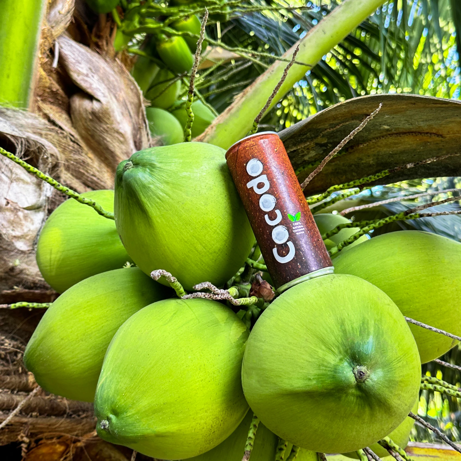 Cocodo - 100% Natürliches Kokosnusswasser | Kalorienarm, Frisch & Zusatzstofffrei 8